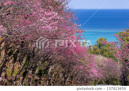 沖繩縣國頭郡今歸仁村今泊：斜坡上一排排早開的琉球金櫻樹，遠處可見蔚藍的大海 137823650