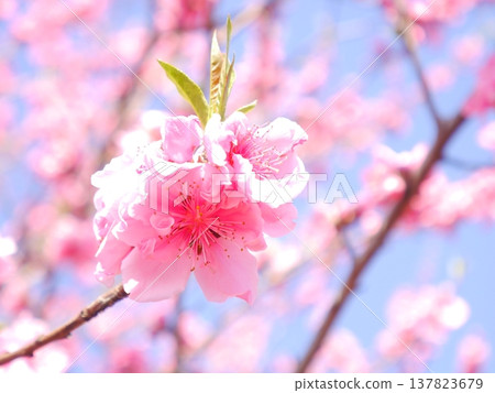 Spring: Blue sky and peach blossoms in full bloom 137823679