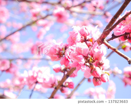 春天：藍天白雲，桃花盛開。 137823683