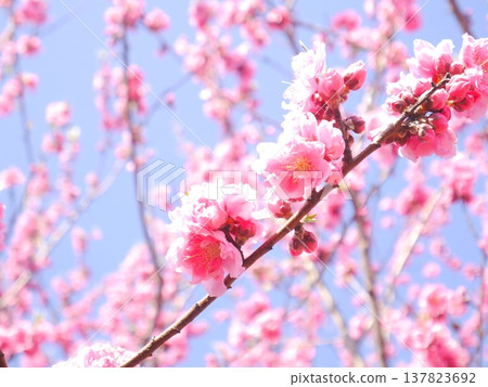 Spring: Blue sky and peach blossoms in full bloom 137823692