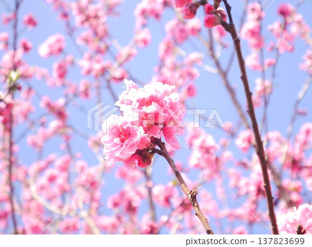 Spring: Blue sky and peach blossoms in full bloom Spring: Blue sky and peach blossoms in full bloom 137823699