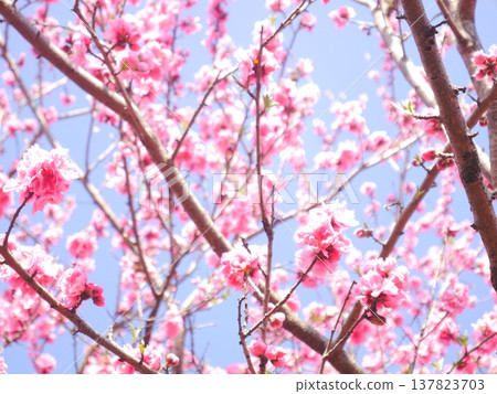 Spring: Blue sky and peach blossoms in full bloom Spring: Blue sky and peach blossoms in full bloom 137823703