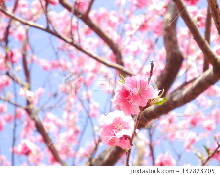 春天:藍天白雲,桃花盛開。 春天:藍天白雲,桃花盛開。 137823705