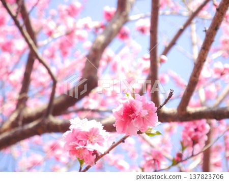 春天:藍天白雲,桃花盛開。 春天:藍天白雲,桃花盛開。 137823706
