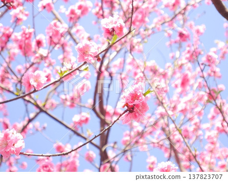 Spring: Blue sky and peach blossoms in full bloom Spring: Blue sky and peach blossoms in full bloom 137823707