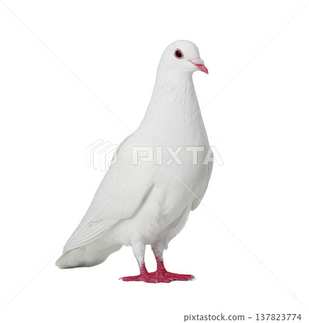 White dove stands gracefully against plain background, showcasing its pure feathers and red feet. bird serene expression and elegant posture convey sense of peace and tranquility 137823774
