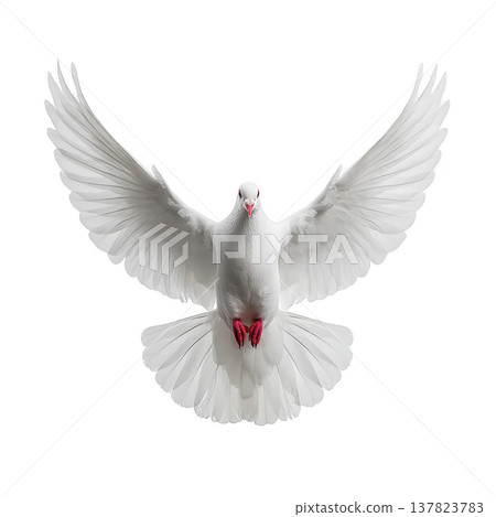 White dove with outstretched wings gracefully soars against transparency background, symbolizing peace and freedom. bird feathers are detailed and pristine, creating striking contrast 137823783