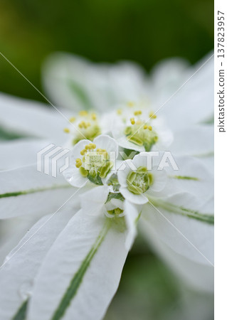 Hatsumi貓頭鷹(第一場雪草) Hatsumi貓頭鷹(第一場雪草) 137823957