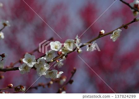 It bears the cold and blooms elegantly 137824299