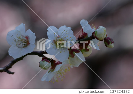 It bears the cold and blooms elegantly It bears the cold and blooms elegantly 137824382