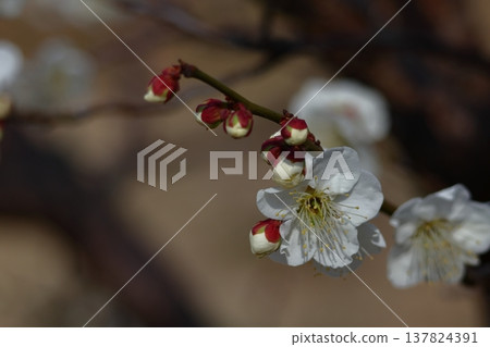 It bears the cold and blooms elegantly It bears the cold and blooms elegantly 137824391