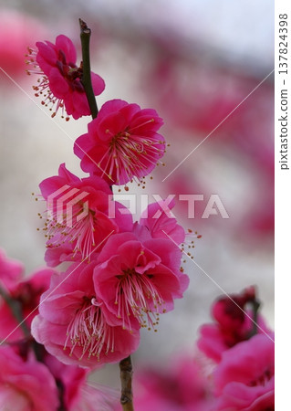 It bears the cold and blooms elegantly 137824398