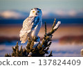 Snowy Owl Perched on Tree in Arctic Tundra, Illuminated by Pale Sunlight with Plastic Bags Fluttering 137824409
