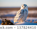 Arctic Tundra Snowy Owl on Tree, Pale Sunlight and Plastic Bags Blowing in the Wind 137824410