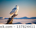 Snowy Owl Sitting on Tree in Arctic Landscape, Plastic Bags Flapping in the Icy Wind 137824411