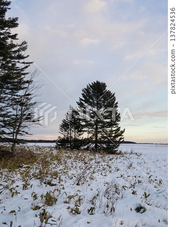 A breathtaking winter landscape showcases a snow-covered field adorned with Kuril bamboo and fir trees, illuminated by the warm hues of a sunset. A breathtaking winter landscape showcases a snow-covered field adorned with Kuril bamboo and fir trees, illuminated by the warm hues of a sunset. 137824536
