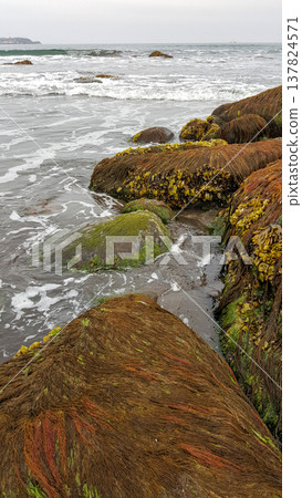 Moss-covered boulders adorn the sandy beach of a marine bay on the Kuril Islands. 137824571