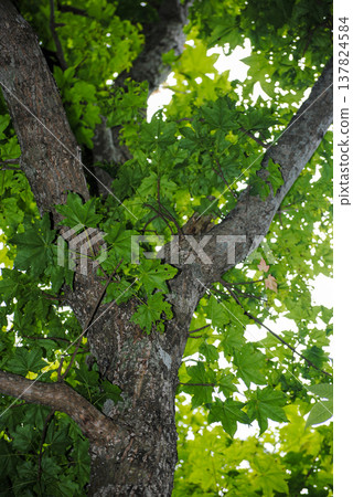 Lush green summer foliage and tree trunks captured from below, showcasing the vibrant colors and intricate patterns of nature. Lush green summer foliage and tree trunks captured from below, showcasing the vibrant colors and intricate patterns of nature. 137824584