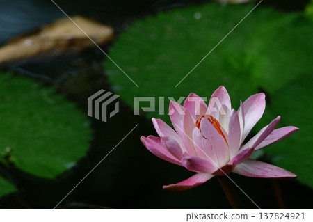 在水面上優雅地漂浮 137824921