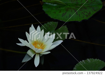 Floating elegantly on the surface of the water Floating elegantly on the surface of the water 137824922