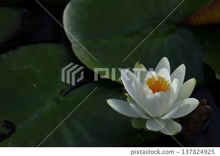 Floating elegantly on the surface of the water Floating elegantly on the surface of the water 137824925