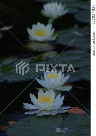 Floating elegantly on the surface of the water Floating elegantly on the surface of the water 137824926