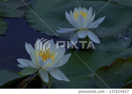 Floating elegantly on the surface of the water Floating elegantly on the surface of the water 137824927