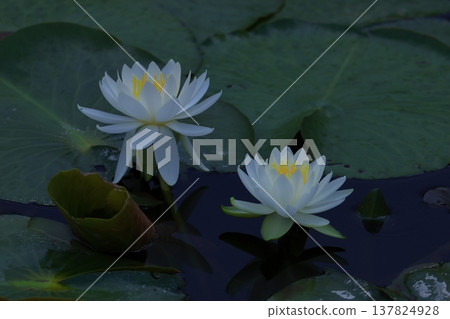 Floating elegantly on the surface of the water Floating elegantly on the surface of the water 137824928