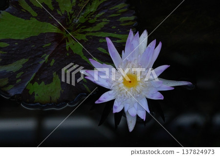 在水面上優雅地漂浮 137824973