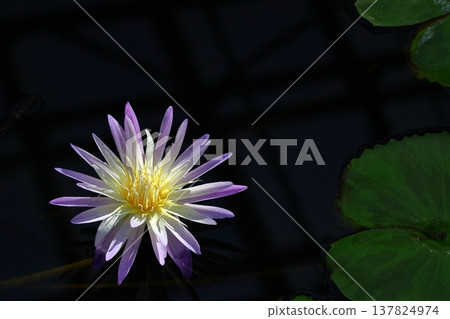 Floating elegantly on the surface of the water Floating elegantly on the surface of the water 137824974