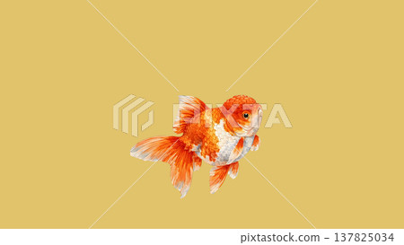 一幅日式風格的插圖，描繪了一條圓潤的蘭壽金魚，背景為金色（有邊框和橫向構圖）。 137825034