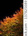 The scenery of autumn leaves illuminated at night 137825089