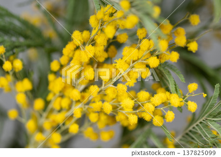 Colorful mimosa bouquet styled for magazines. Layered clusters of yellow mimosa flowers with delicate leaves emphasizing visual impact for print and interior design Colorful mimosa bouquet styled for magazines. Layered clusters of yellow mimosa flowers with delicate leaves emphasizing visual impact for print and interior design 137825099