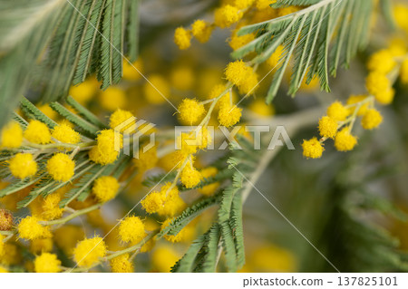 Cheerful mimosa flower spray evoking celebration mood, clusters of golden pompom blooms paired with feathery leaves, festive and intimate floral accent for occasions Cheerful mimosa flower spray evoking celebration mood, clusters of golden pompom blooms paired with feathery leaves, festive and intimate floral accent for occasions 137825101