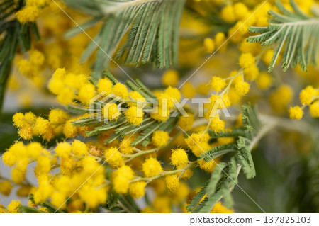 Minimalist mimosa flower sprig against muted backdrop, clean composition with airy negative space, subtle tones accentuating golden pompom clusters and linear leaves Minimalist mimosa flower sprig against muted backdrop, clean composition with airy negative space, subtle tones accentuating golden pompom clusters and linear leaves 137825103