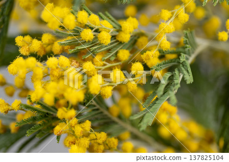 Textured mimosa flower clusters creating warm background pattern, repeated yellow pompom shapes and soft green leaves form organic surface ideal for design and packaging Textured mimosa flower clusters creating warm background pattern, repeated yellow pompom shapes and soft green leaves form organic surface ideal for design and packaging 137825104