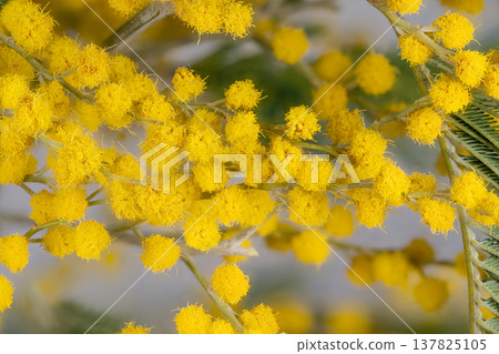 Soft mimosa flower cluster evoking warmth and renewal, bright yellow pompom blooms with airy foliage, gentle bokeh and sunlight creating optimistic seasonal atmosphere Soft mimosa flower cluster evoking warmth and renewal, bright yellow pompom blooms with airy foliage, gentle bokeh and sunlight creating optimistic seasonal atmosphere 137825105