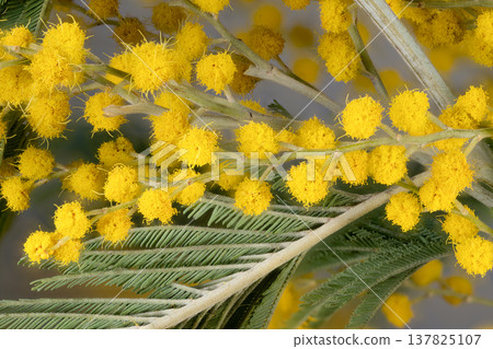 Preserved mimosa sample displaying detailed silvery leaves. Sample of preserved mimosa branch exhibiting intricate structure and frosted leaves for research purposes Preserved mimosa sample displaying detailed silvery leaves. Sample of preserved mimosa branch exhibiting intricate structure and frosted leaves for research purposes 137825107
