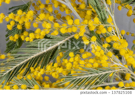 Colorful joyful bouquet capturing festive holiday spirit. Vibrant mimosa floral display enhancing celebratory atmosphere during spring festivities with cheerful textures Colorful joyful bouquet capturing festive holiday spirit. Vibrant mimosa floral display enhancing celebratory atmosphere during spring festivities with cheerful textures 137825108