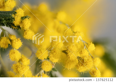 Gentle spring blossoms and blurring. Soft blurred mimosa flowers with pastel hues. Peaceful floral setting featuring soft focus mimosa flowers and soothing pastel colors Gentle spring blossoms and blurring. Soft blurred mimosa flowers with pastel hues. Peaceful floral setting featuring soft focus mimosa flowers and soothing pastel colors 137825112