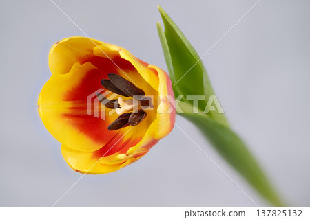 Angled yellow tulip with leaf and vivid red inner markings, softfocus gray background, fresh spring feel conveying optimism and natural detail for lifestyle imagery 137825132