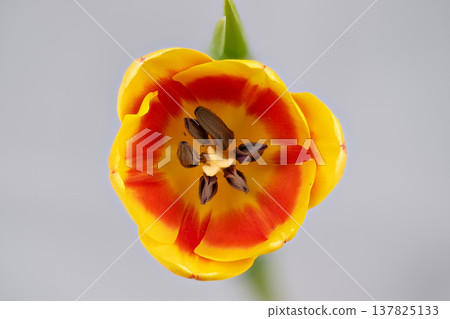 Single yellow tulip flatlay composition isolated on neutral surface, crisp petals with red throat, minimal aesthetic suitable for packaging, social media and lifestyle campaigns 137825133