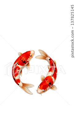 A simple Japanese-style background image featuring two red and white koi carp facing each other in a circle (with margins and vertical composition). 137825145