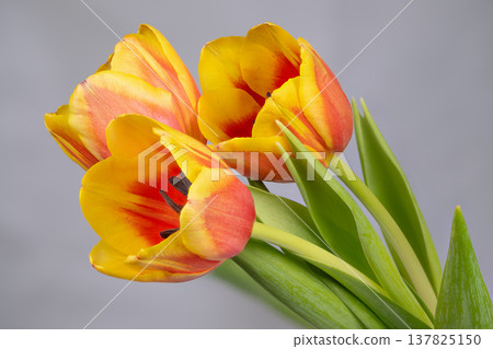 Bright tulip on plain surface. Vibrant tulip floral setup with minimalist aesthetic appeal. Stylish yellow tulip picture laid out for social media promotion and branding 137825150