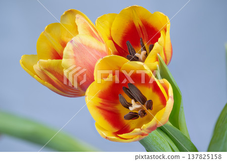 Oldfashioned yellow tulip ideal for wedding decorations and bouquets. Vintage style yellow tulip blossoms perfect for romantic wedding arrangements and festive decor Oldfashioned yellow tulip ideal for wedding decorations and bouquets. Vintage style yellow tulip blossoms perfect for romantic wedding arrangements and festive decor 137825158