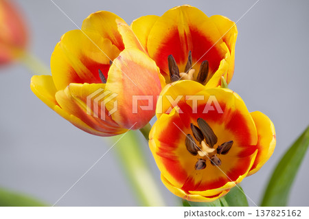 Yellow tulip educational photography example. Detailed diagram of tulip parts for study. Educational image showcasing tulip flower with labeled components for learning purposes Yellow tulip educational photography example. Detailed diagram of tulip parts for study. Educational image showcasing tulip flower with labeled components for learning purposes 137825162