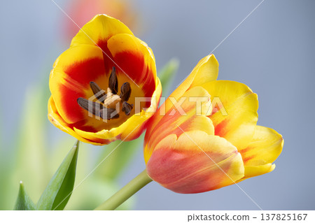 Cozy scene with blooming tulips illuminated by gentle morning light. Delicate yellow tulips arranged warmly on table during peaceful morning sunlight in cozy setting Cozy scene with blooming tulips illuminated by gentle morning light. Delicate yellow tulips arranged warmly on table during peaceful morning sunlight in cozy setting 137825167