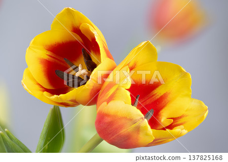 Vivid flower closeup. Closeup of bright yellow tulip with soft studio illumination. Photograph highlighting layered petals and crisp stems of springtime tulip flower Vivid flower closeup. Closeup of bright yellow tulip with soft studio illumination. Photograph highlighting layered petals and crisp stems of springtime tulip flower 137825168