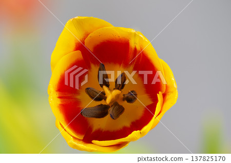 Vibrant flower design. Modern tulip photography suitable for greeting cards. Stylized tulip centered with starshaped stigma and muted gray backdrop ideal for prints Vibrant flower design. Modern tulip photography suitable for greeting cards. Stylized tulip centered with starshaped stigma and muted gray backdrop ideal for prints 137825170