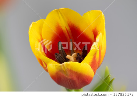 Intimate macro yellow red tulip bloom revealing dark stamens and pollen, soft gray background, shallow depth of field, highlights on curled petals, botanical study mood 137825172